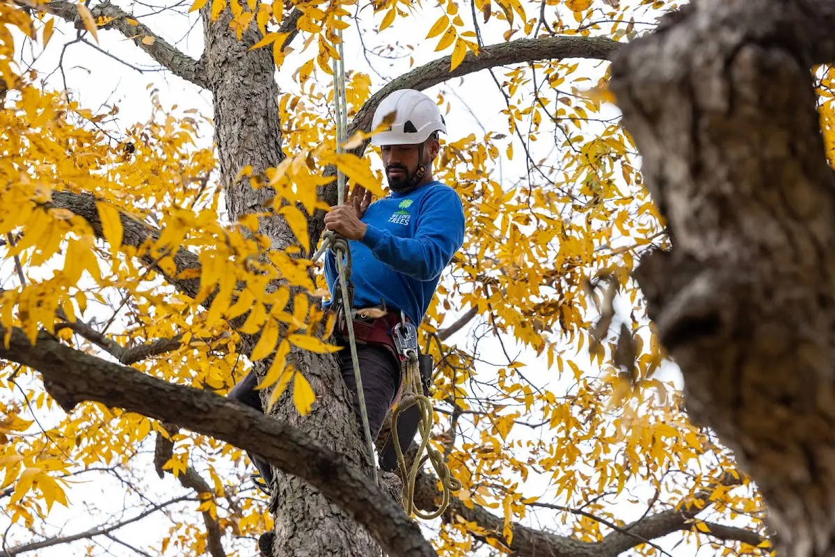 Skilled Tree Transplanting crew working in Oneida