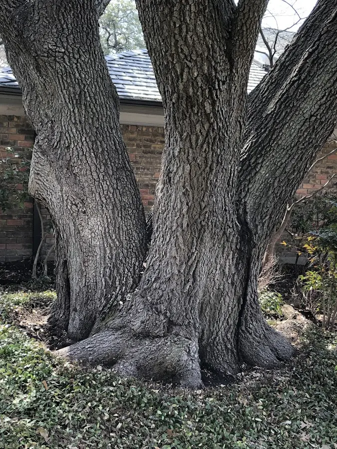 Mature heritage tree close to a Oneida property cared for by certified arborists